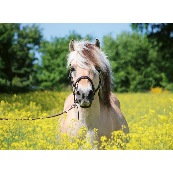 Ravensburger - White Horse 500 pieces